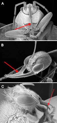 Examples of insect proboscuis - True bug (A), Ant (B) and Honeybee (C).